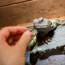 コオロギの画像