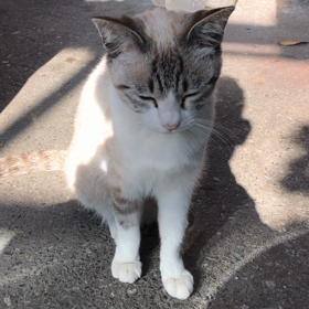 居なくなりましてしばらく経ちます…の画像