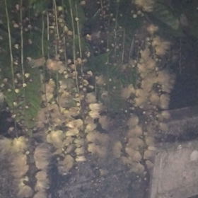 １年も半分にきての画像