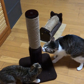 ペットあるある…ドギーマン爪研ぎ買ってみた,気に入ってくれる？の画像