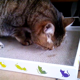 またたび＆爪事情の画像