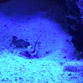 ネジリンボウとランドール君の画像