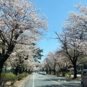 桜道。の画像
