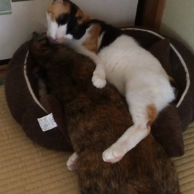 ホントは仲良しの画像