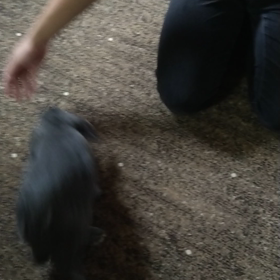 双極性障害✕ウサギの画像