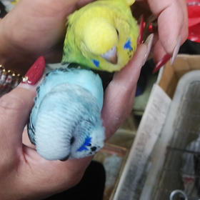 ジャンボセキセイインコの画像