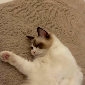 20210807 Bright IGSの画像