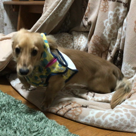 愛犬くんの画像