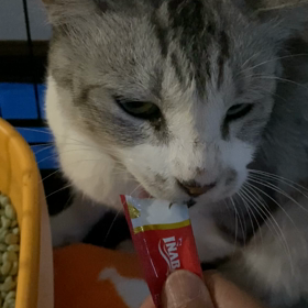 6月13日　まるグレちゃん　今日で10日めの画像