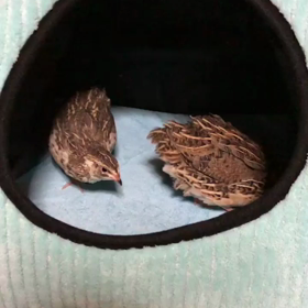 あさりんとふぐたん❗の画像