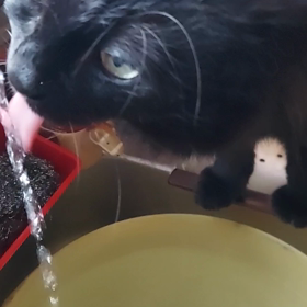 ニャンず(=ﾟωﾟ=)はの画像