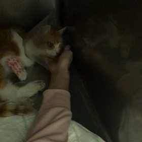 アカちゃんの訃報の画像