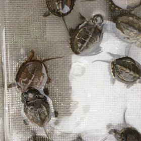 クサガメの赤ちゃん(°_°)の画像