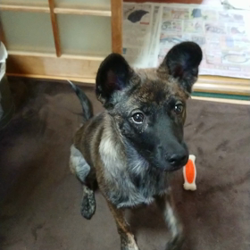 おやつちょうだい(*ˊ˘ˋ*)｡♪:*°の画像