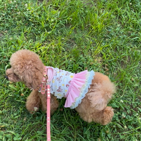 ギリギリの朝さんぽの画像