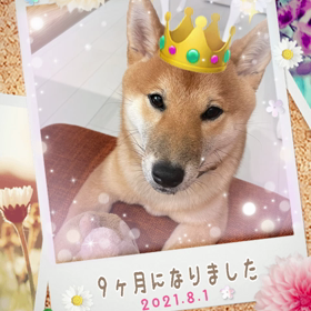 9ヶ月になりました。の画像