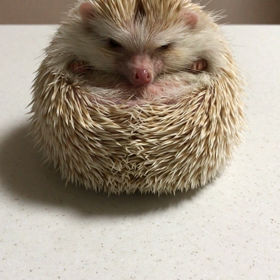 はりねずみパクリ動画の画像