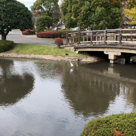 コサギがエサトリの画像