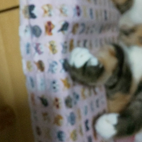 今日はプログラマーの日の画像