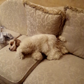 イヤーローションの画像