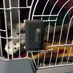 おてんば娘の画像