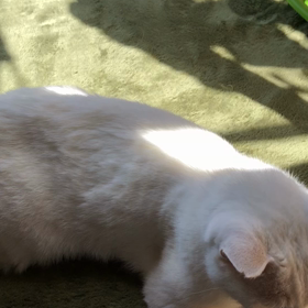 やっと起きてきたシロの画像