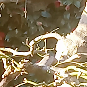 コーラスの練習がハードでした。の画像