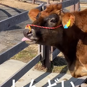 べろべろっの画像