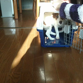 キャリートレーニングの画像