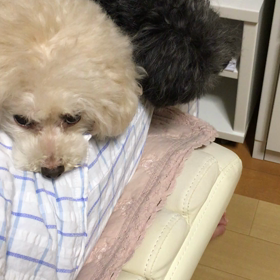 パパジャマお邪魔犬の画像