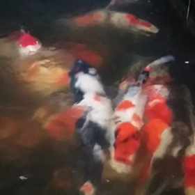 とうさいの画像