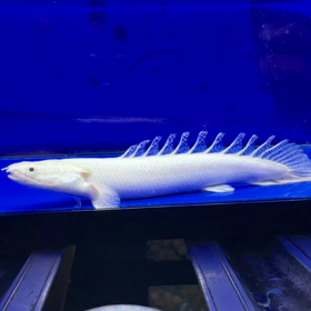 天使の咆哮プラチナムデルヘッジご成約！の画像