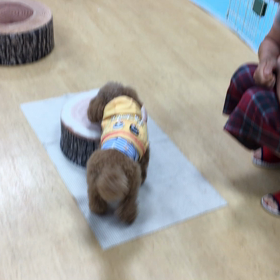 ホワワ〜ンかと思ってたわさ。の画像