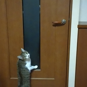 ジャンピング桜の画像