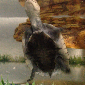 ぽんちむでかなったな〜(しみじみ)の画像