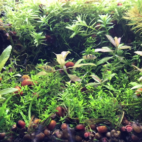 アベニーさんのおはなし、その１。アベニーさんの魅力、性格についての画像