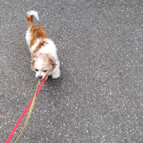 チワプー♀　お散歩上手になりました(≧∇≦)bの画像