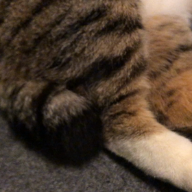 ゴロゴロするドラえもんの画像