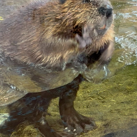 鳥羽水族館のビーバーの画像