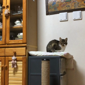 前回と今回の滑り症の症状の違い。マリーにゃんに追い詰められて脱出できるか？デールにゃんの画像