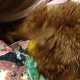 かずなに卵を産ませるつもりの21ちゃんの画像