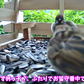 すぎぴたんの事件簿シーズン2　308話（スズメ親子の日常）の画像