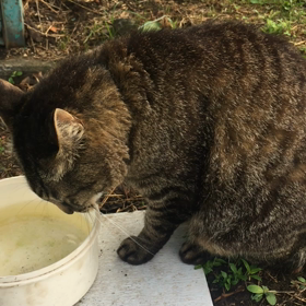 NHKから国民を守る党！の画像
