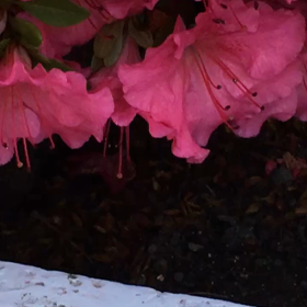 ミツバチの画像