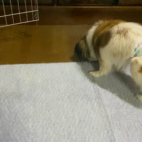 数日振りのドッグフードｯ( * ॑˘ ॑*  )⁾⁾の画像