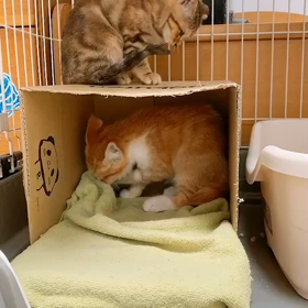 里親様募集開始 ムギくん&ひじきちゃんの画像