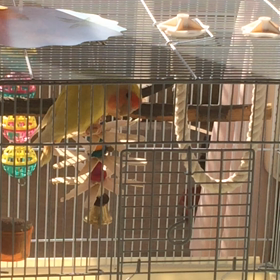 コザクラインコ♡メルちゃんのおしゃべりの画像