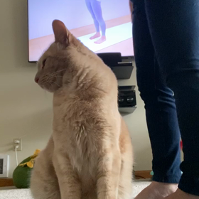 猫はヨガが好きヾ(*ΦωΦ)ﾉの画像