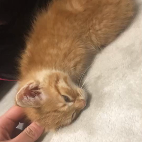 昨日受け入れた子猫ちゃん達！の画像