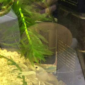 ザリガニ水草の画像